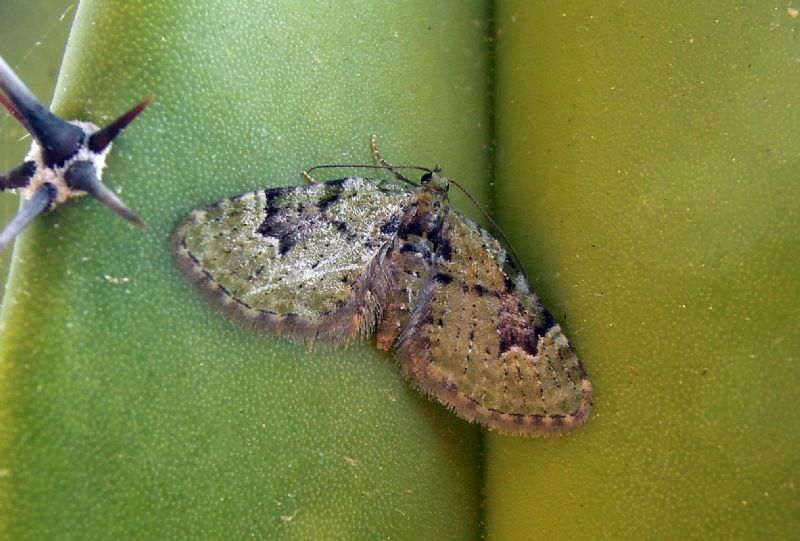 Egira conspicillaris e Chloroclystis v-ata